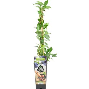 Bloomique - Vaccinium Corymbosum 'Goldtraube' - Blauwe Bessen Plant - Fruitplanten - Tuinplanten - Winterhard - ⌀14 cm - Hoogte 60-70cm