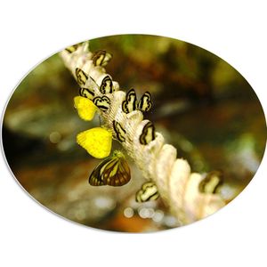 PVC Schuimplaat Ovaal - Dik Gedraaid Touw vol Zwart met Gele Vlinders - 80x60 cm Foto op Ovaal (Met Ophangsysteem)