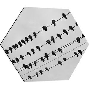 WallClassics - Dibond Hexagon - Electriciteitsdraden Vol Vogels - 60x52.2 cm Foto op Hexagon (Met Ophangsysteem)