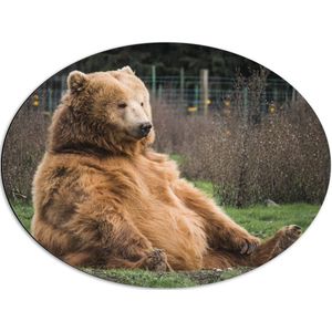 WallClassics - Dibond Ovaal - Dikke Fluffy Bruine Beer - 68x51 cm Foto op Ovaal (Met Ophangsysteem)