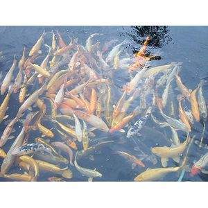 koivoer voor een goede groei 6 mm 2 kg (5 liter) met en proteïnegehalte van 40 % - visvoer - vissenvoer - vijvervoer - kleurvoer – koikorrel - korrels - voer - drijvend - koikarper – goudvis