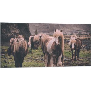 WallClassics - Vlag - Kudde Friese Paarden - 100x50 cm Foto op Polyester Vlag
