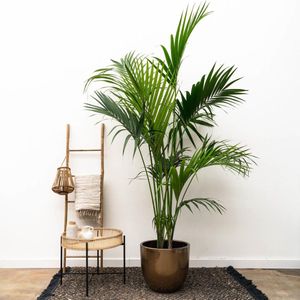 kentia-palm