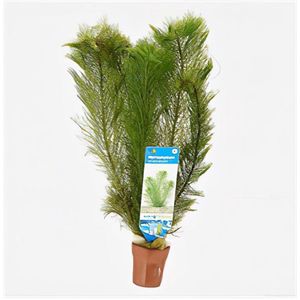 Aquaflora Myriophyllum Scabratum | Aarvederkruid | in Terracotta Pot