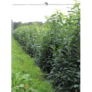 Laurier Prunus Caucasica 100-120 cm in Pot, 3x Haagplant