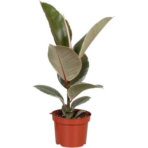 Ficus Elastica ‘Tineke’ - Hoogte 35cm - Pot 12cm
