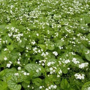 6x Kaaps-vergeet-me-nietje - Brunnera macrophylla ‘Mr Morse’® - Pot 9x9cm