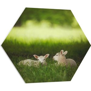 PVC Schuimplaat Hexagon - Twee Lammetjes Liggend in Grasveld - 70x60.9 cm Foto op Hexagon (Met Ophangsysteem)