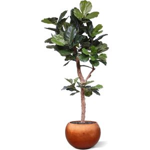 Lyrata Deluxe kunstboom Y stam 210cm