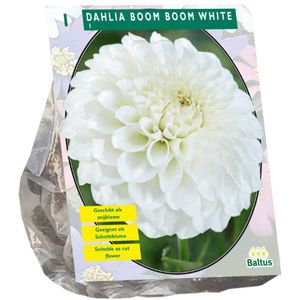 Baltus - Bloembollen Dahlia Boom Boom White per 1