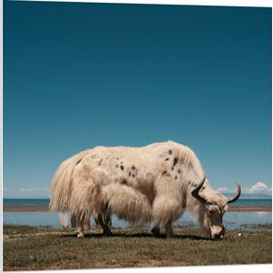 WallClassics - PVC Schuimplaat- Grazende Witte Stier bij het Water - 80x80 cm Foto op PVC Schuimplaat