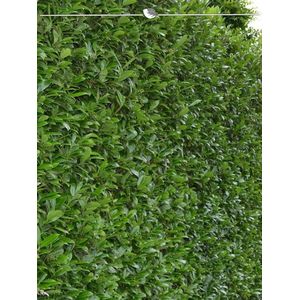 Laurier Prunus Caucasica 80-100 cm, 10x Haagplant