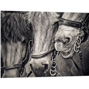 WallClassics - PVC Schuimplaat- Drie Paarden met Halsters in het Zwart Wit - 100x75 cm Foto op PVC Schuimplaat