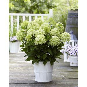 Hydrangea pan. Gardenlights 'Whitelight'® - Tuinplant - 3 stuks