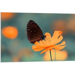 WallClassics - PVC Schuimplaat- Bruine Vlinder op Feloranje Bloem - 90x60 cm Foto op PVC Schuimplaat