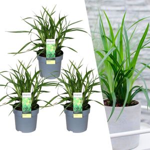 Plants by Frank | 3 Carex morrowi 'Irish Green XL | Siergrassen winterhard | 3x Ø 14 cm | vaste planten | Winterharde siergras