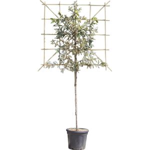 Olijfwilg leiboom 120 cm Elaeagnus ebbingei 240 cm