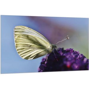 WallClassics - Vlag - Witte Vlinder op Paarse Bloem - 150x100 cm Foto op Polyester Vlag