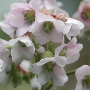 6x Schoenlappersplant - Bergenia ‘Baby Doll’ - Pot 9x9cm