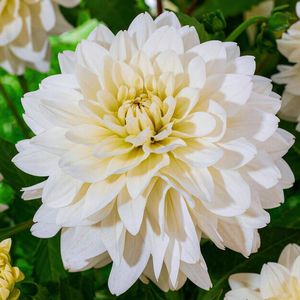 Dahlia - Wit - Decoratieve Bloembollen - 5 stuks - Bloem bollen - Knollen voor in de tuin