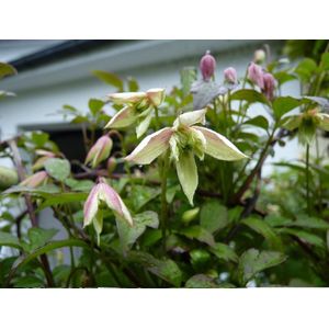 Clematis 'Marjorie' 60-70cm - 2 stuks - veel roze bloemen - klimplant - in pot -