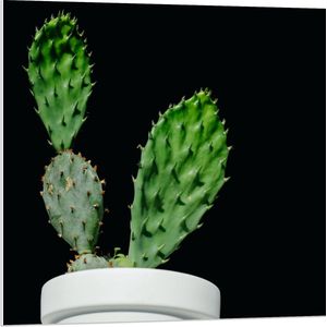 Forex - Cactus in Witte Bloempot - 80x80cm Foto op Forex