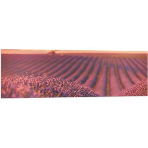 Vlag - Oranje Gloed van de Zon over Rijen Lavendelbloemen - 120x40 cm Foto op Polyester Vlag