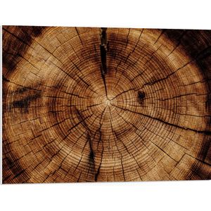 PVC Schuimplaat- Boomstam van Dichtbij - 80x60 cm Foto op PVC Schuimplaat