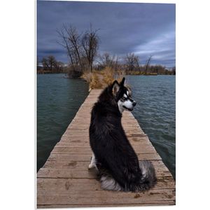 WallClassics - PVC Schuimplaat - Zwarte Alaska Hond op Brug over het Water - 50x75 cm Foto op PVC Schuimplaat (Met Ophangsysteem)