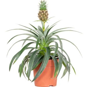 Kamerplant - Groen - Potgrond - Binnenplanten