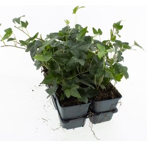 Bodembedekker Groene Klimop - 12 Stuks - Hedera helix 'Shamrock' - P9 - Plant - Tuinplant