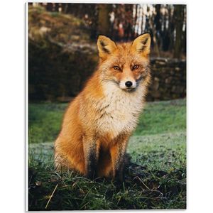 Forex - Bruin met Wit Vosje in het Bos - 30x40cm Foto op Forex