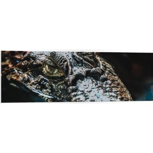 WallClassics - PVC Schuimplaat- Alligator Drijvend in Rivier - 120x40 cm Foto op PVC Schuimplaat