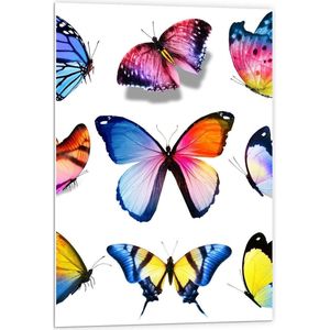 Forex - Kleurrijke Vlinders op Wit Blad - 60x90cm Foto op Forex