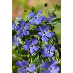 Plants Online - Tuinplanten - Vaste planten - Tuinplanten - Heesters - Set van 1 - Vinca minor 'Ralph Shugert' - 2 liter pot - Plant 30-35 cm