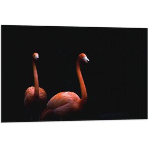 WallClassics - Vlag - Twee Flamingo's tegen Zwarte Achtergrond - 90x60 cm Foto op Polyester Vlag