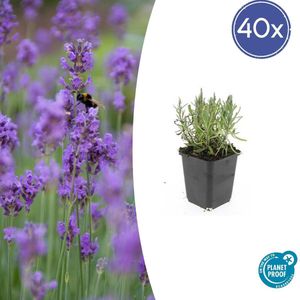 40x Lavendel 'Munstead' - 10-25cm - Vorstbestendige Zomerbloeier - Perfect voor Bijen & Vlinders