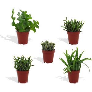 DutchLeafs Rhipsalis Mix Mini Vetplanten - 5 Stuks - Kwekerspot 5,5 cm - Hoogte 8-15 cm - Mini Plantjes - Succulenten - Kamerplanten