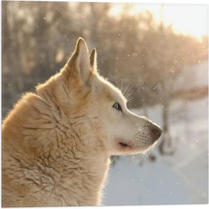 WallClassics - Vlag - Shiba Hond in de Sneeuw - 50x50 cm Foto op Polyester Vlag