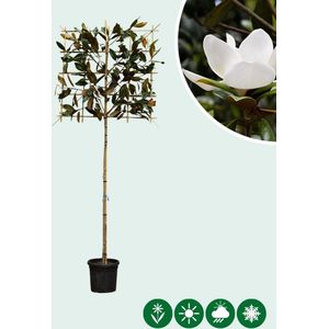 Leimagnolia 180 cm | Magnolia grandiflora ‘Galissonière’ 6-10 cm 180 cm| Bomenbezorgd.nl
