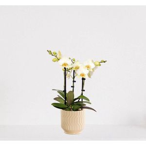 Phalaenopsis Multiflora wit in sierpot Jacky Vanille – bloeiende witte Orchidee – kamerplant - 40-55cm - Ø13 – geleverd met plantenpot – vers uit de kwekerij