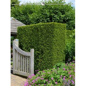 Westerse Levensboom Thuja Brabant 140-160 cm in Pot, 8x Haagplant