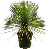 Yucca Rostrata op stam - Potmaat 27cm - Hoogte 80cm
