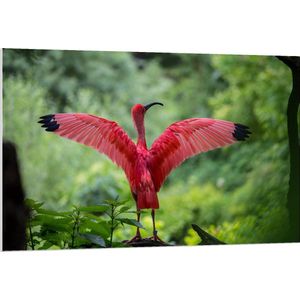 Forex - Flamingo in de Natuur - 120x80cm Foto op Forex