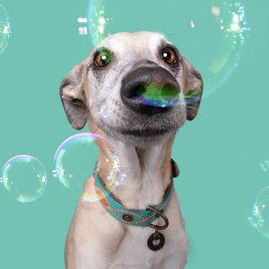 DWAM Dog with a Mission Halsband Hond – Hondenhalsband – Turquoise – XXL – Leer – Halsomvang tussen 55-65 x 4 cm – Janis