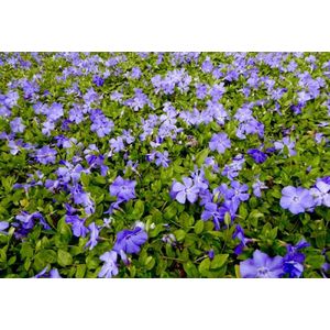 10 x Vinca Minor 'Anna' - Pot 11 x 11 - Bodembedekker - Kleine maagdenpalm - Wintergroene tuinplant - Violet blauw - Vaste Plant