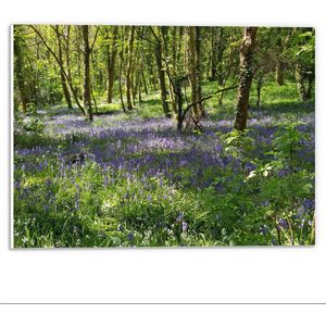 Forex - Bloemenveld in Bos - 40x30cm Foto op Forex
