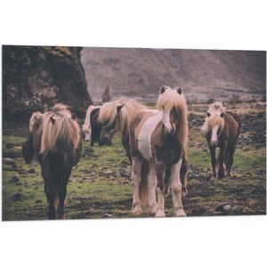 WallClassics - Vlag - Kudde Friese Paarden - 90x60 cm Foto op Polyester Vlag