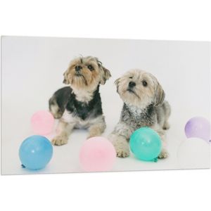 Vlag - Twee Kleine Honden Spelend met Ballonnen - 120x80 cm Foto op Polyester Vlag