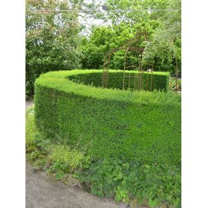 Venijnboom Taxus baccata 80-100 cm, 15x Haagplant